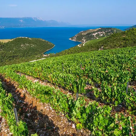 Winery Rizman Slivno Ravno