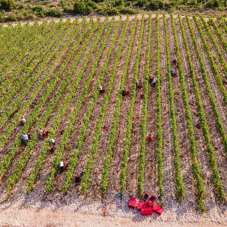 Winery Rizman